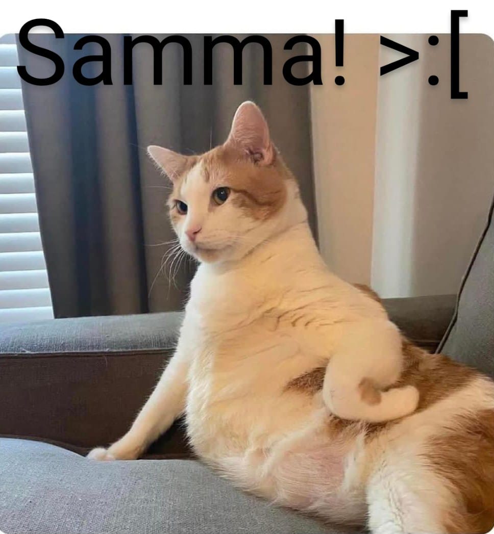 schlecht gelaunte Katze